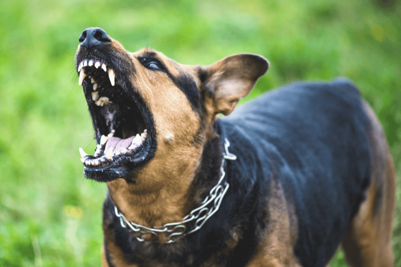 Agresywny pies na spacerze