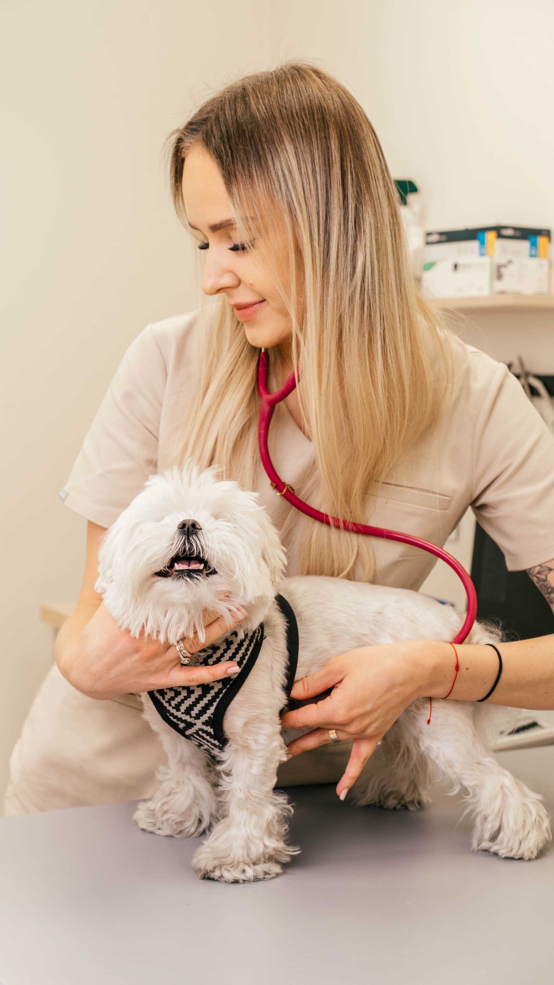 Czym jest anestezjologia weterynaryjna?