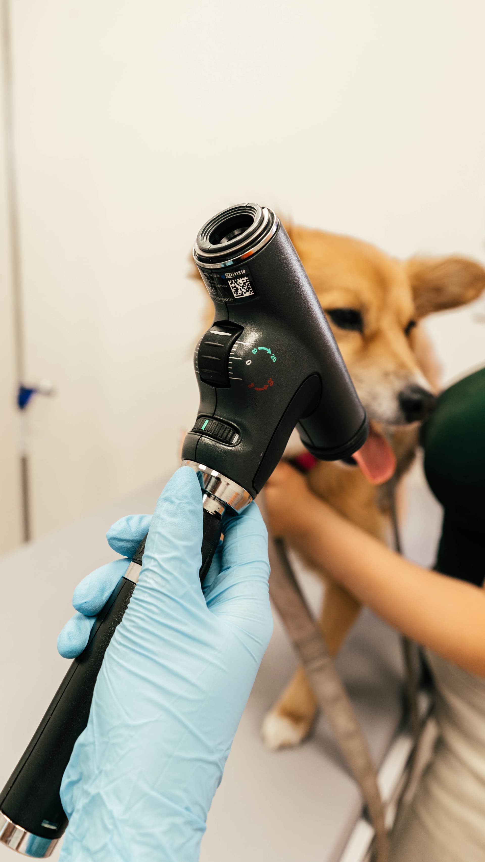 Jak wygląda wizyta u weterynarza okulisty?