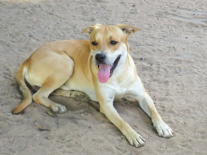 Dyskopatia u psa: Jak wspierać swojego pupila w chorobie?