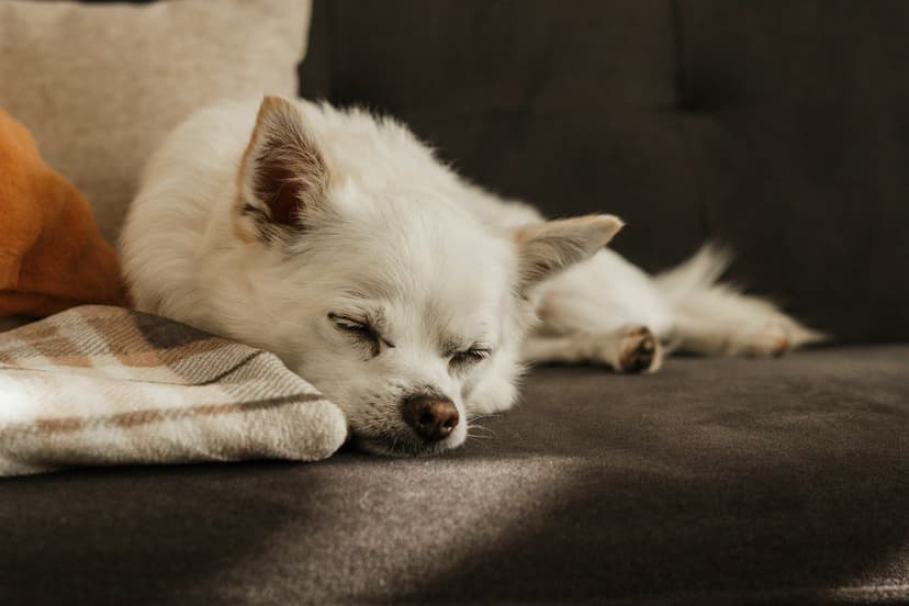 Spondyloza u psa - objawy, przyczyny, leczenie