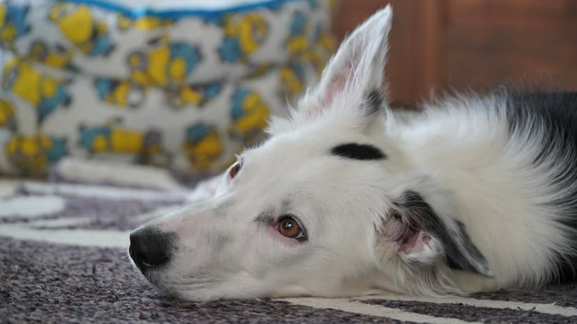 Anaplazmoza u psa: Rozpoznawanie i leczenie tej kleszczowej choroby