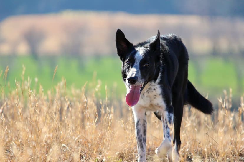 Borelioza u psa: Jak radzić sobie z tą groźną chorobą?