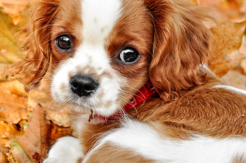 Choroby oczu u psa: Jak diagnozować i leczyć?