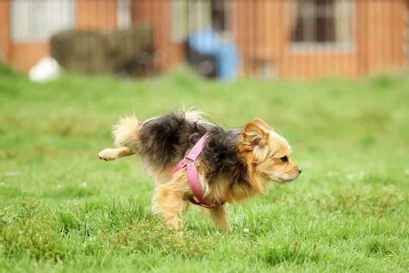 Alarmujący objaw: Co oznacza krew w moczu u psa?