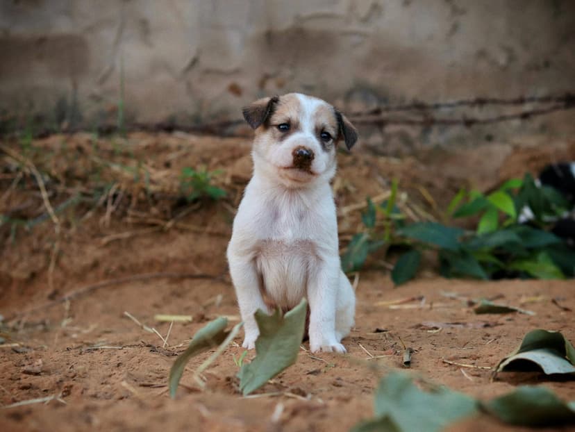 Dieta eliminacyjna u psa: Jak ją prawidłowo stosować przy alergiach pokarmowych?