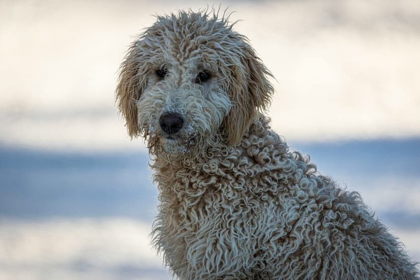 Drożdżaki u psa: Jak leczyć te uporczywe infekcje skórne?