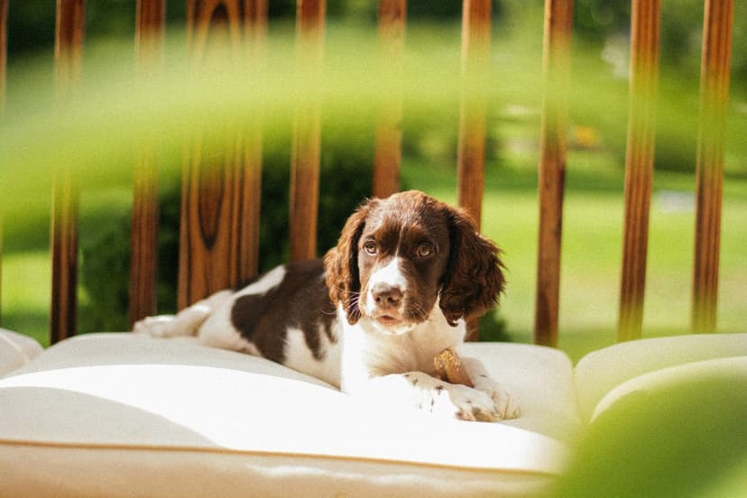 Jakie są najczęstsze błędy w wychowaniu szczeniaka i jak ich unikać?
