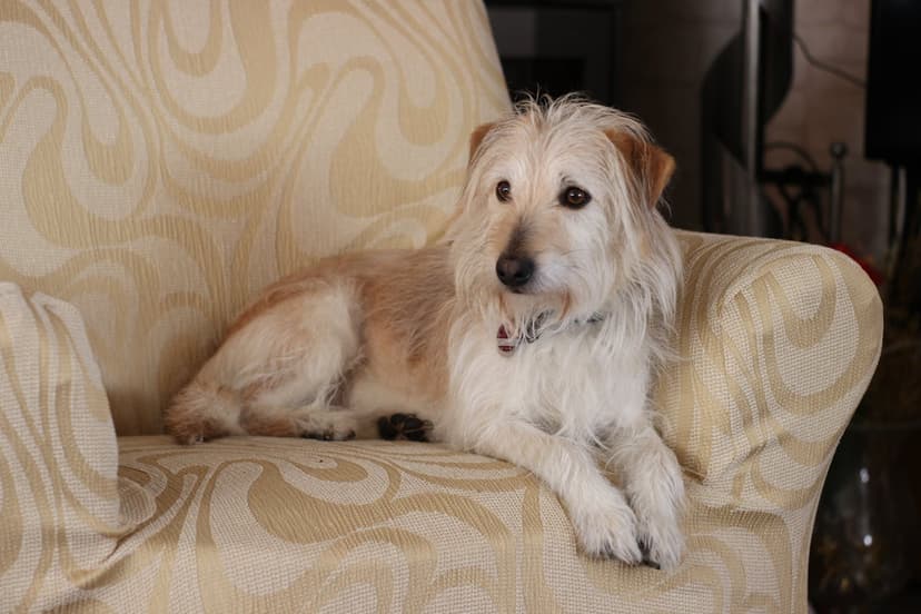 Pasożyty wewnętrzne u psa - rozpoznanie i leczenie