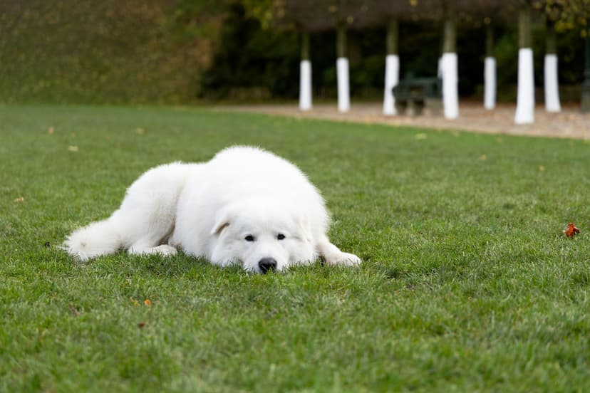 Reakcje alergiczne u psa: rozpoznawanie i działanie