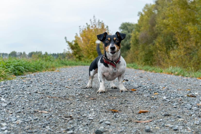 Saneczkowanie u psa: Przyczyny i sposoby zapobiegania