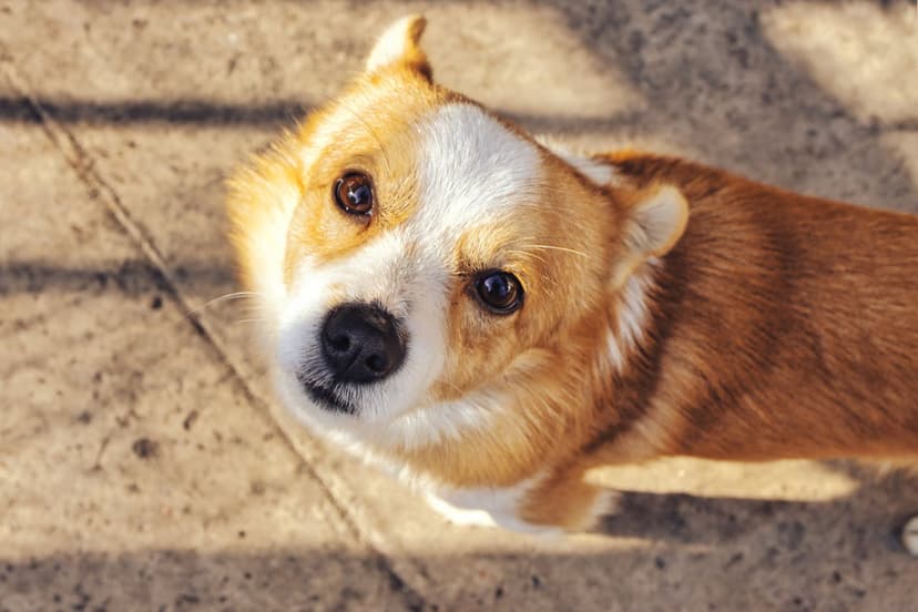 Tasiemiec u psa: Praktyczne porady dla właścicieli