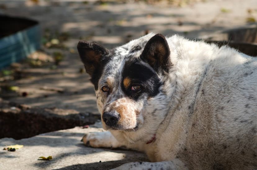 Wścieklizna u psa: Jak rozpoznać i zapobiegać tej śmiertelnej chorobie?