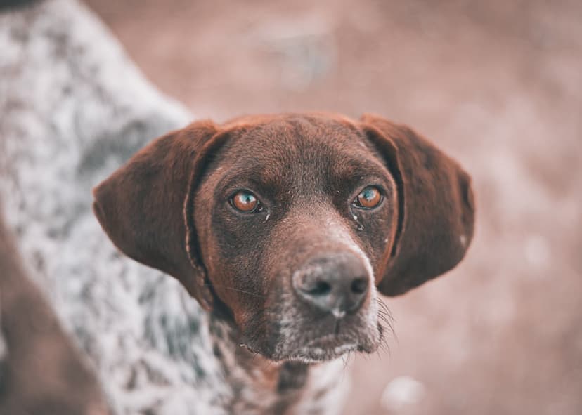 Zapalenie wątroby u psa - objawy, diagnoza i leczenie