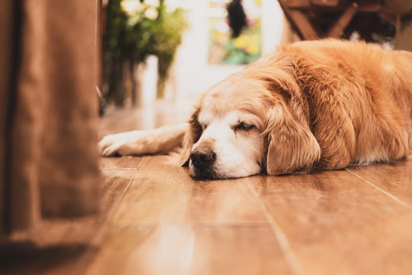 Zatwardzenie u psa: Jak pomóc czworonogowi w zaparciach?